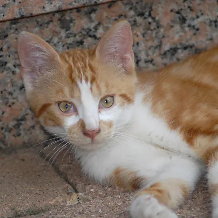 La Cour Des Amis Panzió Vendenheim