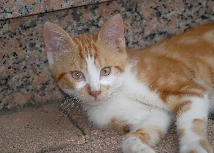 La Cour Des Amis Bed & Breakfast Vendenheim